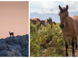 rewilding-velebit