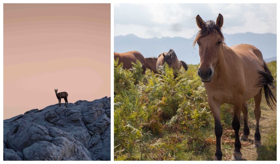 rewilding-velebit