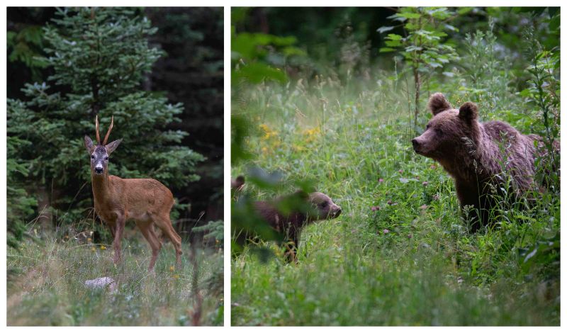 rewilding-europe